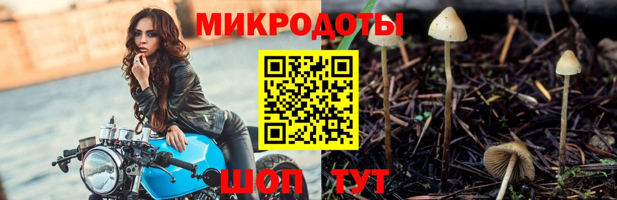 Псилоцибиновые грибы мицелий Ставрополь